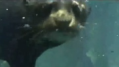 太阳河之雨林嘉宾简介