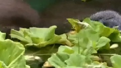 太阳河之传说中的美人鱼