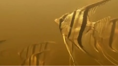 太阳河之猎食者