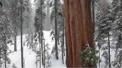 暴雪中的巨型红杉树