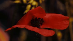 Corn Poppy Legend