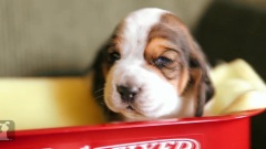 Basset Hound Puppies In A Tiny Wagon