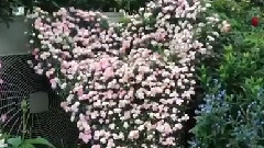 Shiuan's Rose Garden 花园日记