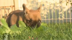 Giant Leaf VS French Bulldog Puppies