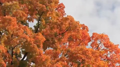 Maples,Starlings,Winds (Lowercase Noises,A Highway Shall Be There)