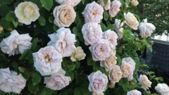 Shiuan's Rose Garden 雨後清晨露台