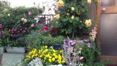 Shiuan's Rose Garden 花园日记 13/05/10
