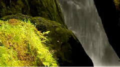 The Sound of Nature...