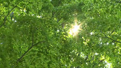 Meditation Forest