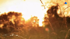 In The Morning Light