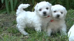 Bichon Frise Puppies And Pacifiers