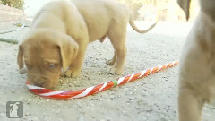 Candy Cane Puppies
