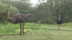 魅力非洲