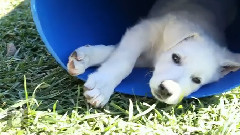 German Shepherd Puppy Falls Asleep In A Barrel