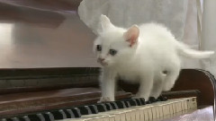 Kitten Piano Recital