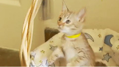Ocicat Kittens Go Toy Crazy
