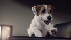 Slow Motion Beneful Commercial Featuring Jesse