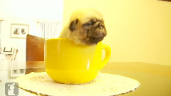 The Best Part Of Waking Up Is A Pug Puppy In Your Cup