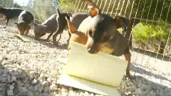 Min Pin Puppies VS Paper Pads