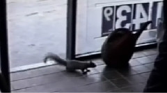 Sneaky Squirrel Steals A Candy Bar