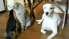 Cute Bird Helps Feed Cat And Dog