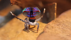 Peacock Spider Part 6