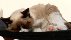 Can We Make Grumpy Cat Smile