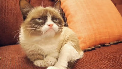 Petco Interviews Grumpy Cat At SXSW