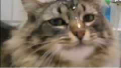 Cat Takes A Shower Like A Human