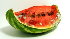 Watermelon Slice Rot Over 35 Days
