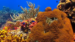 大自然在说话之Coral Reef