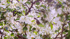 大自然在说话之Flowe