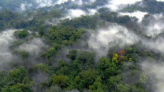 大自然在说话之The Rainforest