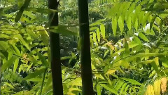 Bamboo Dance (蜀南竹海)