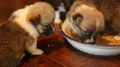 4 Week Old Corgi Puppies Are Messy Eaters