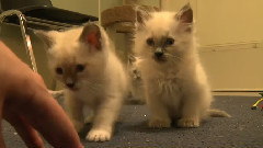 Which Kitten Is Cutest Episode 8