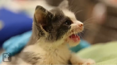Amazing Adorable Kittens (Cute Compilation)
