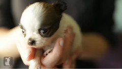 70 Seconds Of Adorable Chihuahua Puppies