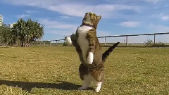 Didga The Parkour Cat