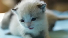 Two Siamese Kittens Rescued In Cardboard Box