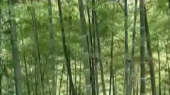 竹韵