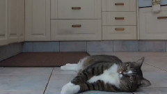 Cat Does Unbelievable Stunt & Trick Compilation