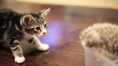 Kitten Meets Hedgehog