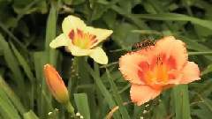 花的冥想
