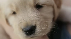 Cuddle With A Golden Retriever Puppy