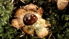 Forsenses II