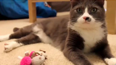 OMG A CAT