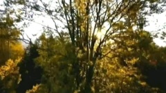 Autumn In My Heart