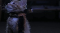Roar Parody 预告