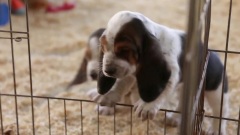 Basset Hound Puppy Can't Step Over 6 Inch Step